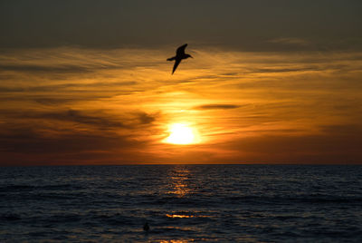 Silhouette bird flying over sea during sunset