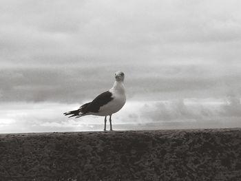 Seagull perching on beach against sky