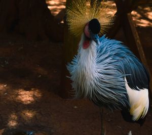 Close-up of a bird