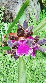 Close-up of purple flowers