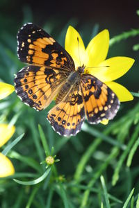 Close-up of butterfly pollinating on flower