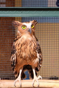 Close-up of owl perching in cage at zoo