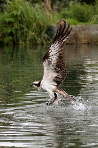 Close-up of eagle flying over lake