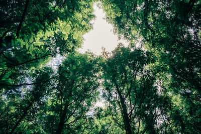 Low angle view of trees