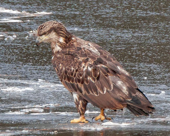 Bird in water