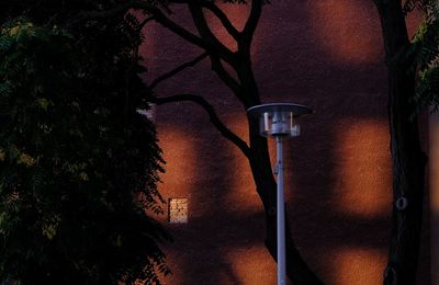 Close-up of illuminated lighting equipment on tree at night