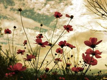 Close-up of red flowering plants on field