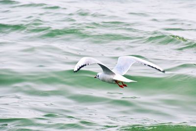 Seagull flying over sea