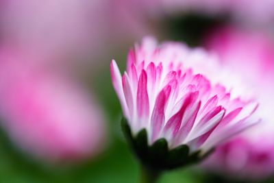 Close-up of pink flowers