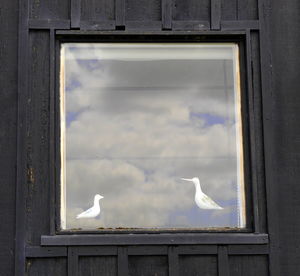 Seagull flying over sea