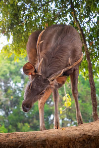 Close-up of a horse on a tree