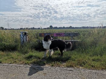 View of dogs on field against sky