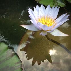 Lotus water lily in pond