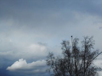 Low angle view of trees against cloudy sky