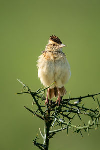 Rufous-naped lark on thornbush with bokeh background