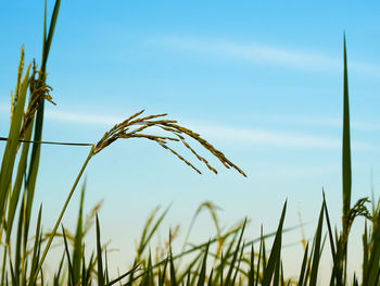 Close-up of stalks in field against sky