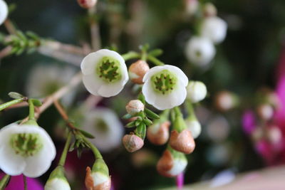 Close-up of white flowering plant