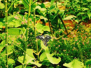 Butterfly on plant