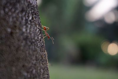 Close-up of insect on tree