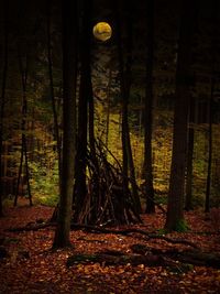 Trees in forest