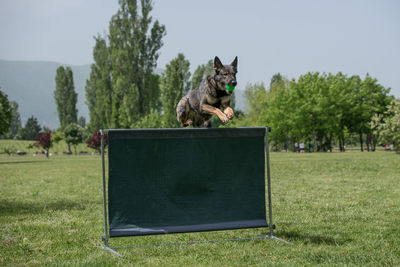 Dog carrying ball in mouth while jumping over hurdle on grassy field