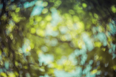 Defocused image of tree