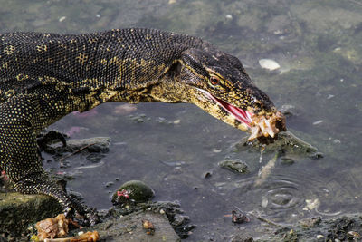 Close-up of bird eating in lake