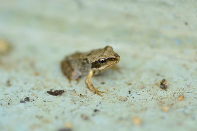 Close-up of lizard on ground