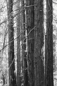 Close-up of tree trunk in forest