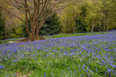 View of purple crocus flowers growing in field