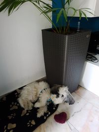 Dog relaxing on sofa at home