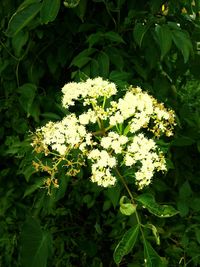 Close-up of flowers