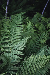 Full frame shot of fern leaves