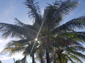 Low angle view of palm trees against sky