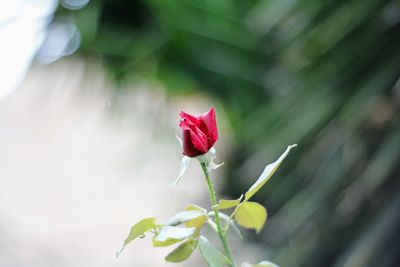 Close-up of pink rose