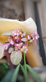 Close-up of pink flowers