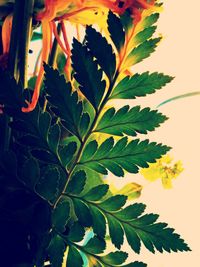 Close-up of leaves