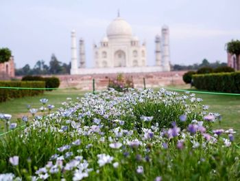 View of flowers growing in front of taj mahal