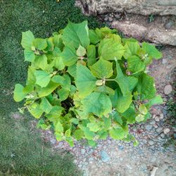 High angle view of plants
