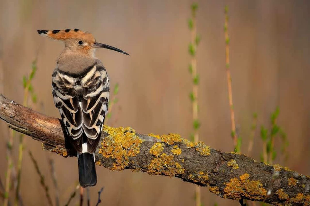 VIEW OF BIRD PERCHING ON BRANCH