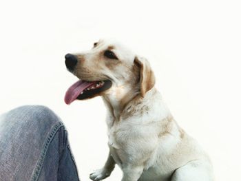 Close-up of dog yawning