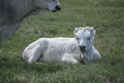 Close-up of horse grazing on field