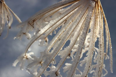 Close-up of frozen tree