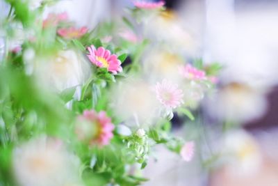 Close-up of pink flowering plants