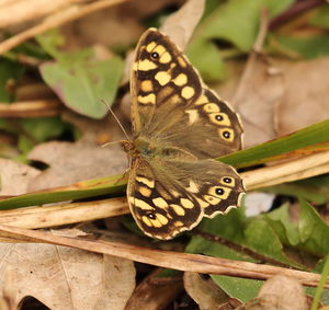 Close-up of butterfly perching on plant