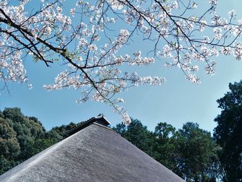 Low angle view of cherry tree by building against sky
