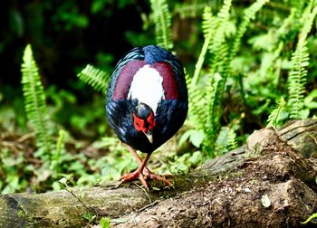 Close-up of bird perching on rock