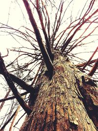 Low angle view of bare trees