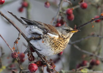 Close-up of bird perching on branch