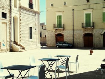 View of dog on table against buildings